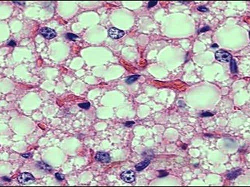 New Scientist. Science news and long reads from expert journalists, covering developments in science, technology, health and the environment on the website and the magazine.