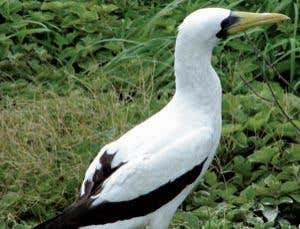 Extinct boobies return from the dead