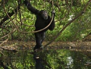 New Scientist. Science news and long reads from expert journalists, covering developments in science, technology, health and the environment on the website and the magazine.