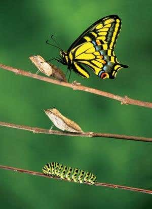 New Scientist. Science news and long reads from expert journalists, covering developments in science, technology, health and the environment on the website and the magazine.