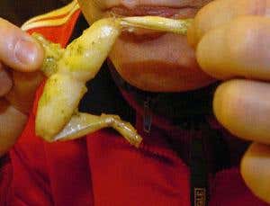 Intensive frog farming takes giant leap forward