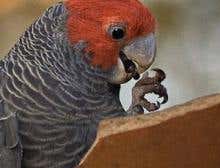 Biased parrots pass tests with flying colours