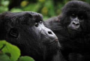 New Scientist. Science news and long reads from expert journalists, covering developments in science, technology, health and the environment on the website and the magazine.