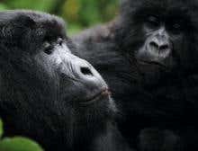 Gorilla sexual intrigue could explain human monogamy