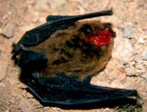 Killer birds bite off bats' heads