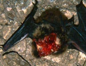 The birds prey on the bats as they are waking up from hibernation