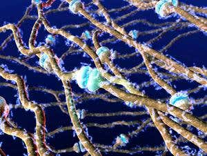 Robot to be controlled by human brain cells