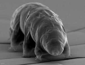 Could we create quantum creatures in the lab?