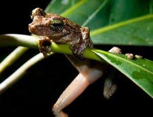 <i>Raptorex</i> – a prototype <i>T. rex</i>