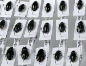 Get close to hundreds of insects