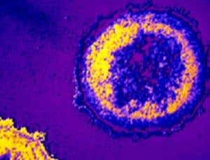 New Scientist. Science news and long reads from expert journalists, covering developments in science, technology, health and the environment on the website and the magazine.