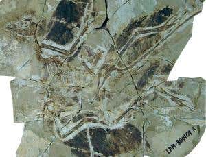 Feathered dinosaur older than earliest bird
