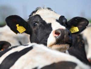 New Scientist. Science news and long reads from expert journalists, covering developments in science, technology, health and the environment on the website and the magazine.