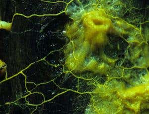 New Scientist. Science news and long reads from expert journalists, covering developments in science, technology, health and the environment on the website and the magazine.