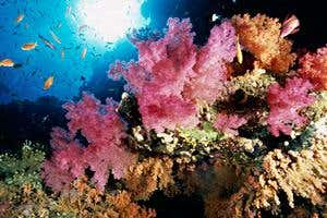 Better world: End the pillaging of the high seas