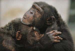 Review: <i>The Age of Empathy</i> by Frans de Waal