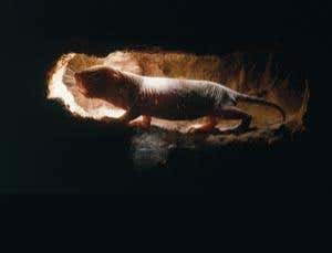 New Scientist. Science news and long reads from expert journalists, covering developments in science, technology, health and the environment on the website and the magazine.