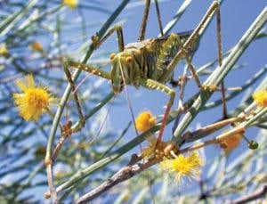 Monster insect mimic lures prey with siren song