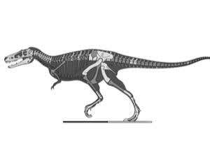 Ballerina tyrannosaur unearthed in Mongolia
