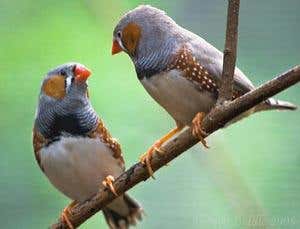 Inferior males get lucky with the birds