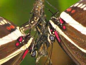 Butterfly is pupae-sniffing cradle-snatcher