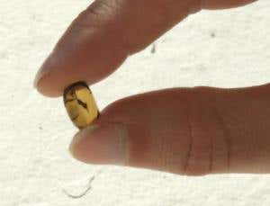 'Magnetricity' observed for first time