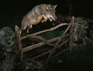 The year's best wildlife photos