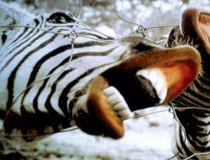 New Scientist. Science news and long reads from expert journalists, covering developments in science, technology, health and the environment on the website and the magazine.