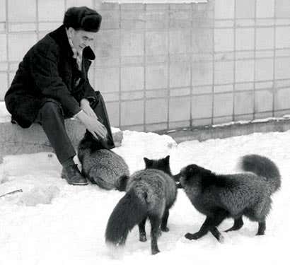 Dimitri Belyaev in 1984 with some of the tame silver foxes he bred in just a few generations 