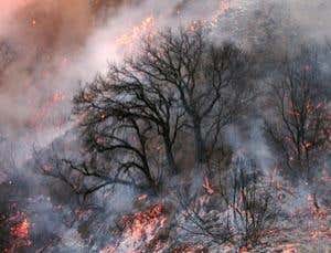 Scorched earth: Wildfires will change the way we live