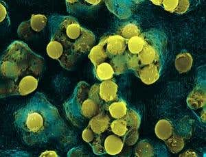 New Scientist. Science news and long reads from expert journalists, covering developments in science, technology, health and the environment on the website and the magazine.