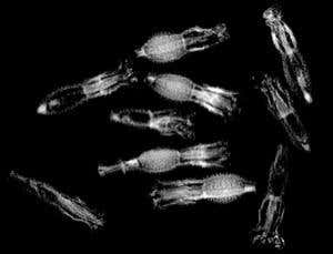 This x-ray is of a Granite Homoranthus (Homoranthus prolixus) seed, an endangered species native to Australia. X-ray images are important to the conservation work at Wakehurst as they give an indication of the quality of the seed specimens