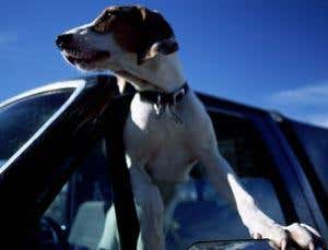 How green is your pet?