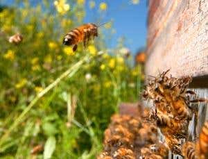 New Scientist. Science news and long reads from expert journalists, covering developments in science, technology, health and the environment on the website and the magazine.