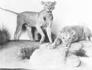 New Scientist. Science news and long reads from expert journalists, covering developments in science, technology, health and the environment on the website and the magazine.