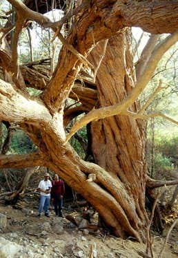 An ancient huarango tree. These were cleared to make room for crops by the Nazca people