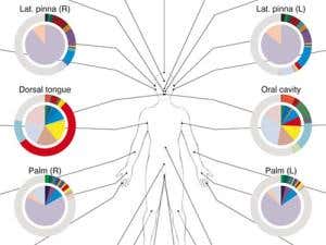 Human microbes are picky about neighbourhoods on body