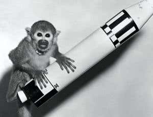 NASA to restart primate irradiation testing