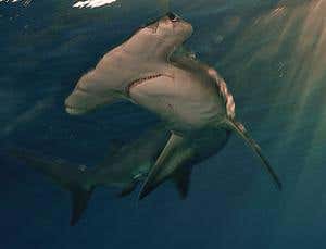 New Scientist. Science news and long reads from expert journalists, covering developments in science, technology, health and the environment on the website and the magazine.