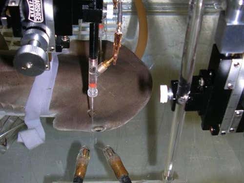 Researchers map the visual field of a hammerhead shark by monitoring electrical activity in the eye whilst a light source is used to stimulate a reaction (Image Michelle McComb)