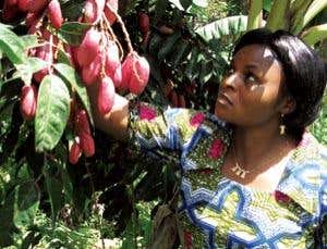 Cinderella fruit: Wild delicacies become cash crops