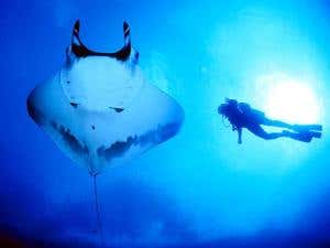 Andrea Marshall: Queen of manta rays