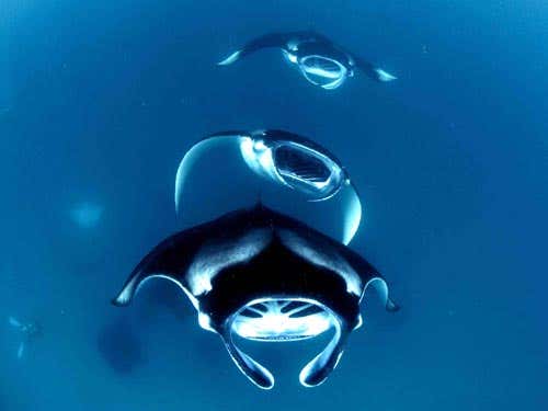 Andrea Marshall: Queen of manta rays