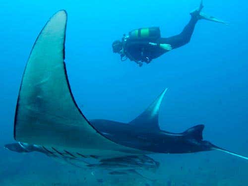 Andrea Marshall: Queen of manta rays