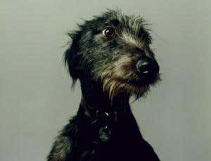 Origin of Species Revisited: Variation under domestication