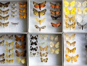 Origin of Species Revisited: Variation under nature