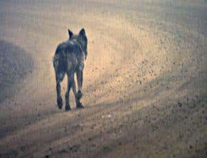 Origin of Species Revisited: Struggle for existence