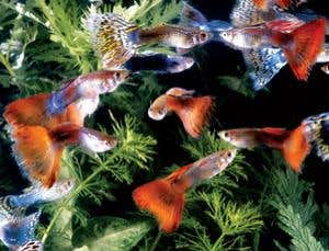 Origin of Species Revisited: Natural selection and laws of variation