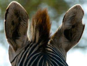 Origin of Species Revisited: Difficulties on theory