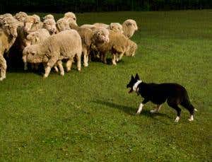 Origin of Species Revisited: Instinct